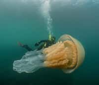 La méduse Rhizostoma pulmo ne dépasse habituellement pas les 90 cm. © Lizzie Daly, Facebook